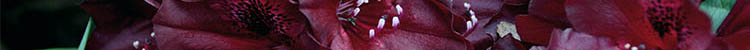 Rhododendron Azalea Knaphill
